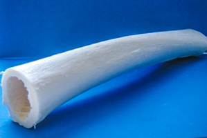 Фрагмент трубчатой кости